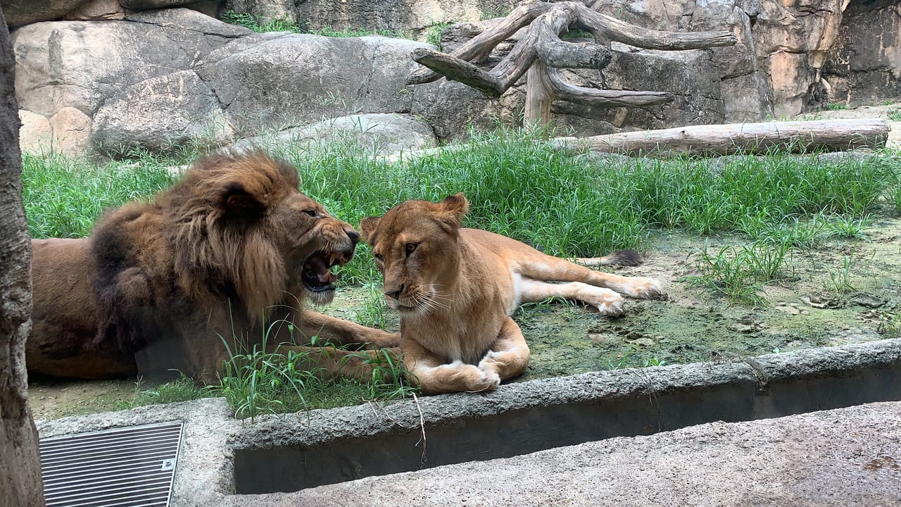 駿河区 夏の動物園まつり 終了間近 日本平動物園に行こう 百獣の王やジャガーに会える 猛獣館 編 号外net 静岡市駿河区