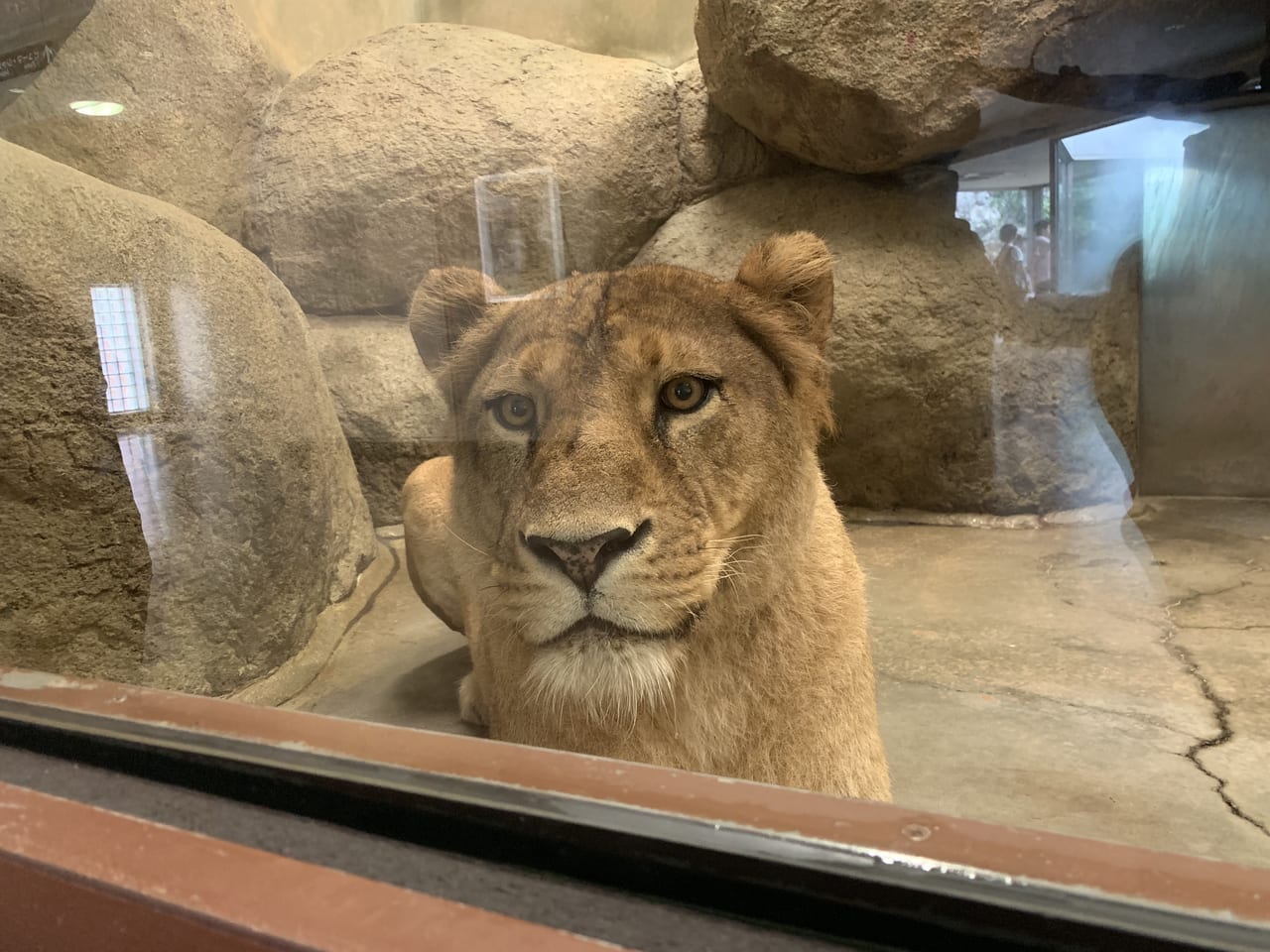 駿河区 夏の動物園まつり 終了間近 日本平動物園に行こう 百獣の王やジャガーに会える 猛獣館 編 号外net 静岡市駿河区