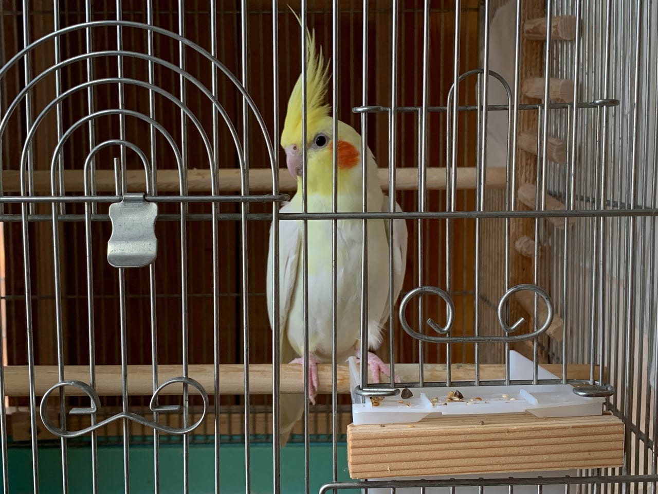 静岡市駿河区 文鳥 インコ 小鳥を飼いたい と思ったあなたに 静岡市駿河区で唯一の 小鳥専門店があるらしい 号外net 静岡市駿河区