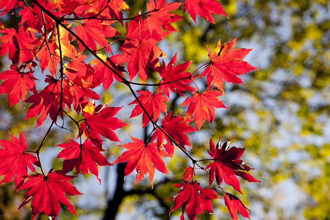 駿府城公園の紅葉
