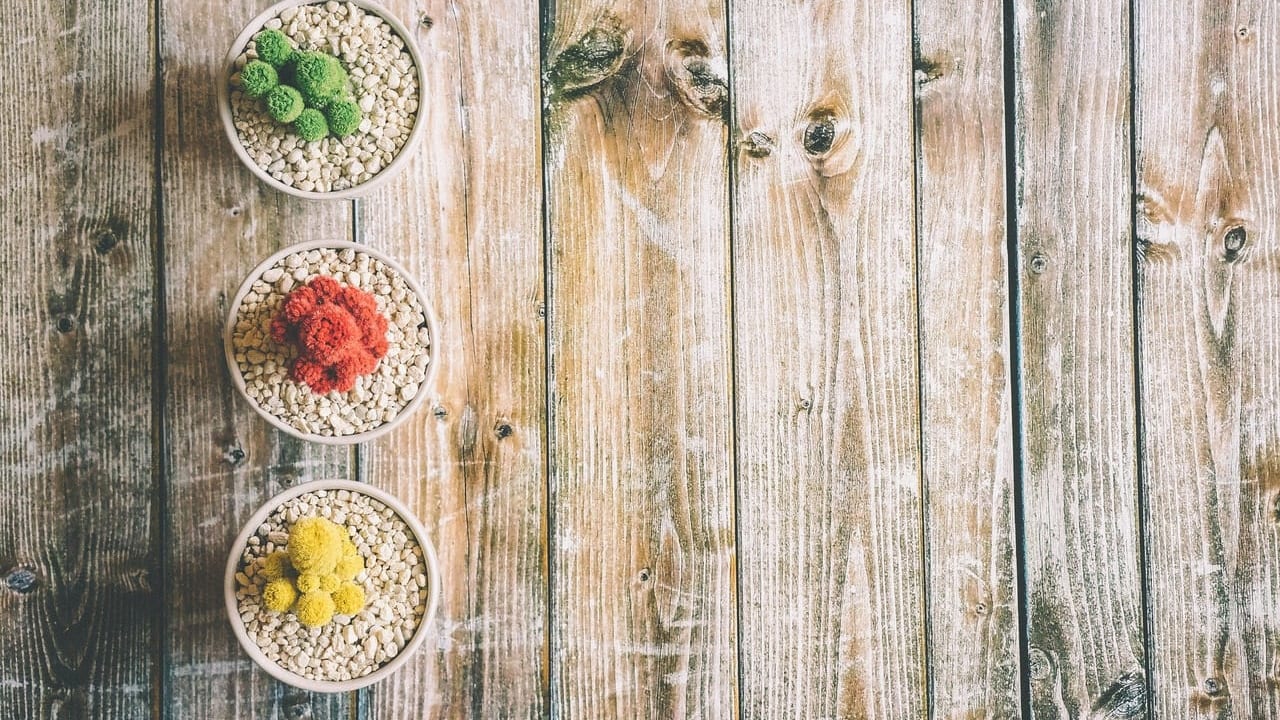 静岡市駿河区 静岡県内では珍しい 多肉植物のマルシェが２月１５日 土 １６日 日 に開催されます 号外net 静岡市駿河区